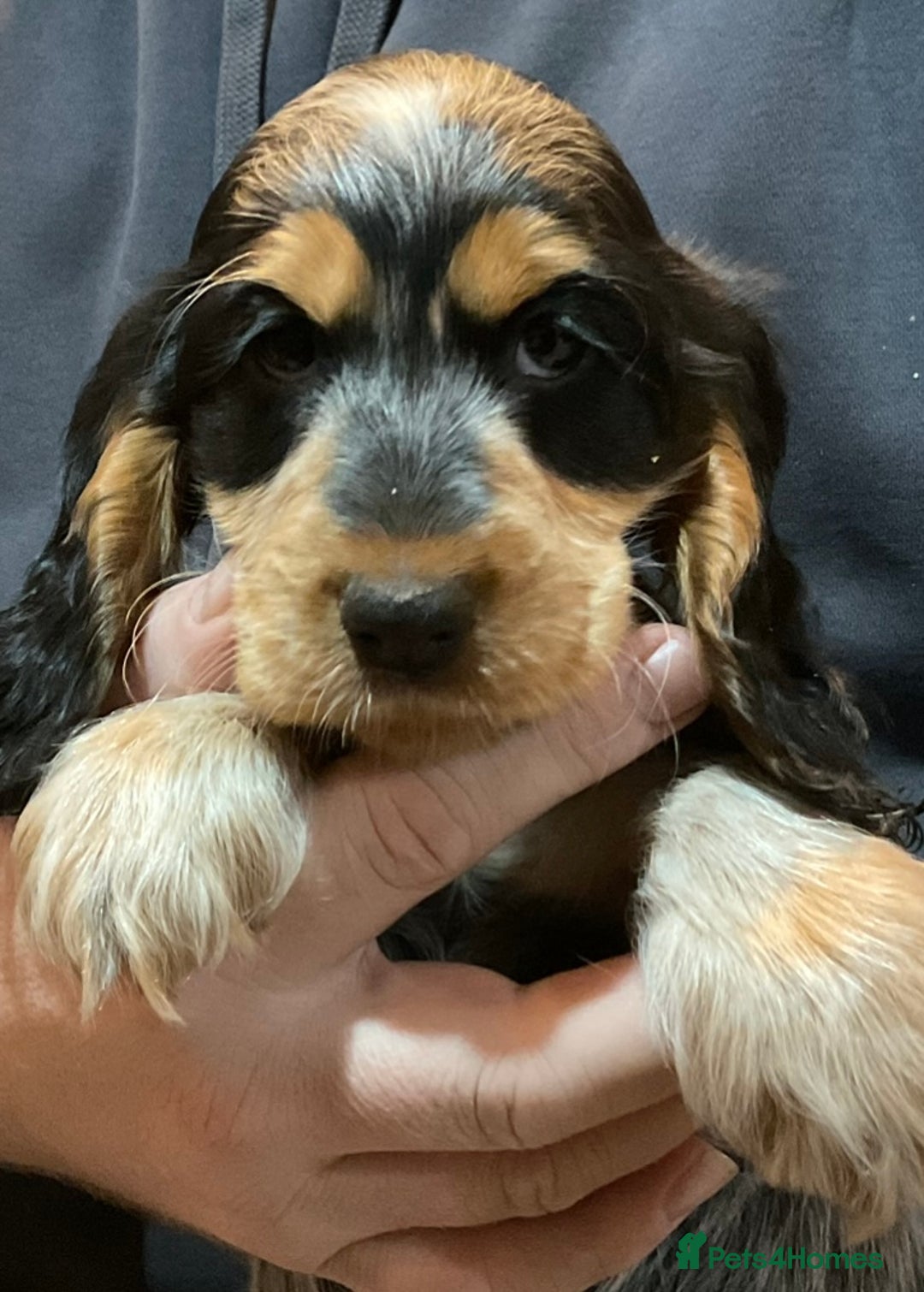 Cocker Spaniel dogs for sale: Blue roan tan cocker spaniel puppies  - Advert 3
