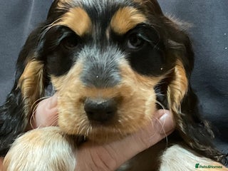 Cocker Spaniel dogs Blue roan tan cocker spaniel puppies - Advert 4