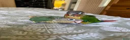 Conures birds for sale: Hand tame Green Cheek Conures in Newport - Advert 6