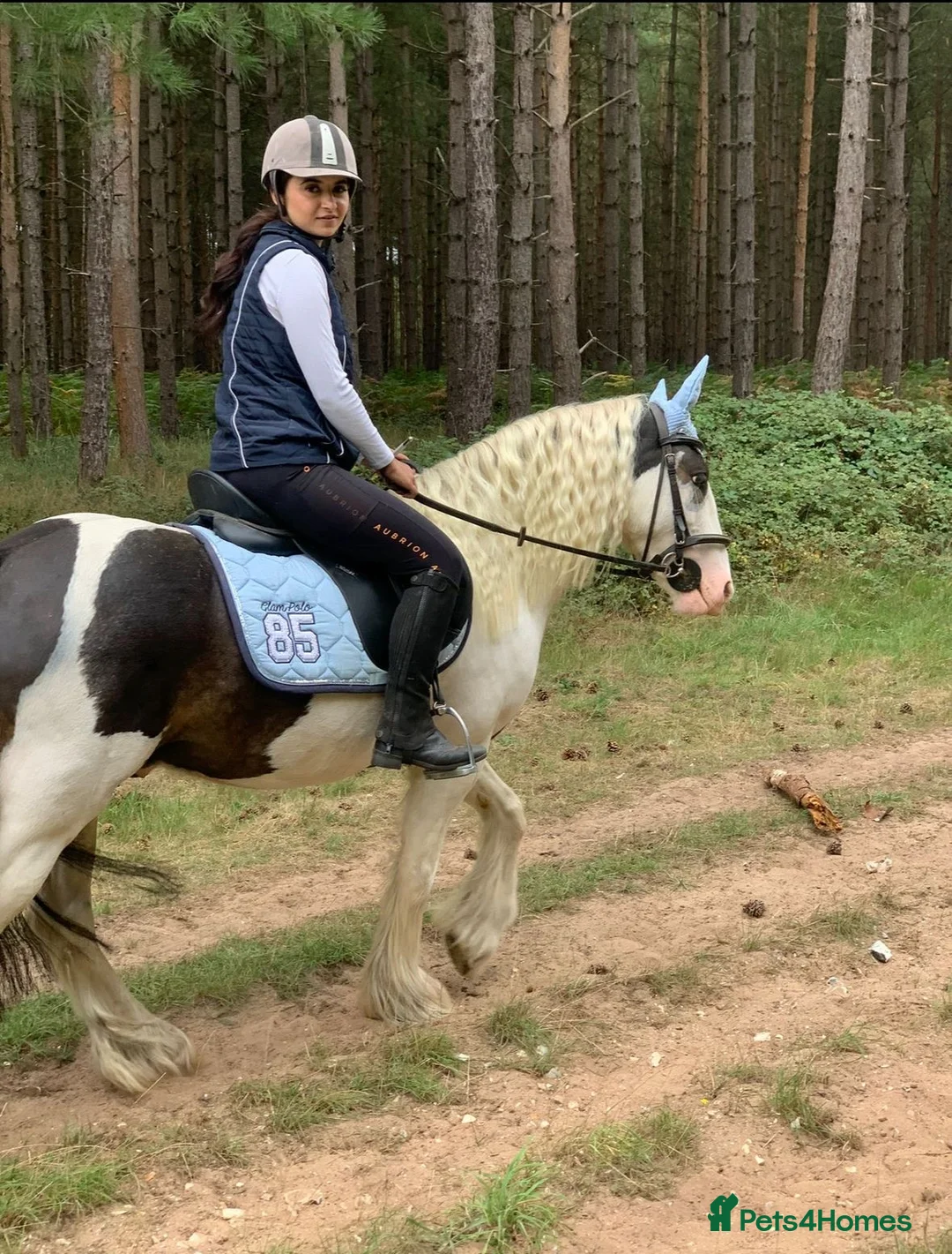 Paint horses for sale: Foot perfect pony  - Advert 6