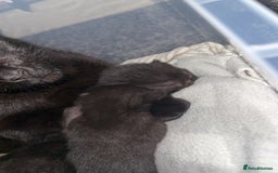 Bombay cats for sale: 5 freshly baked kittens! - Image 8