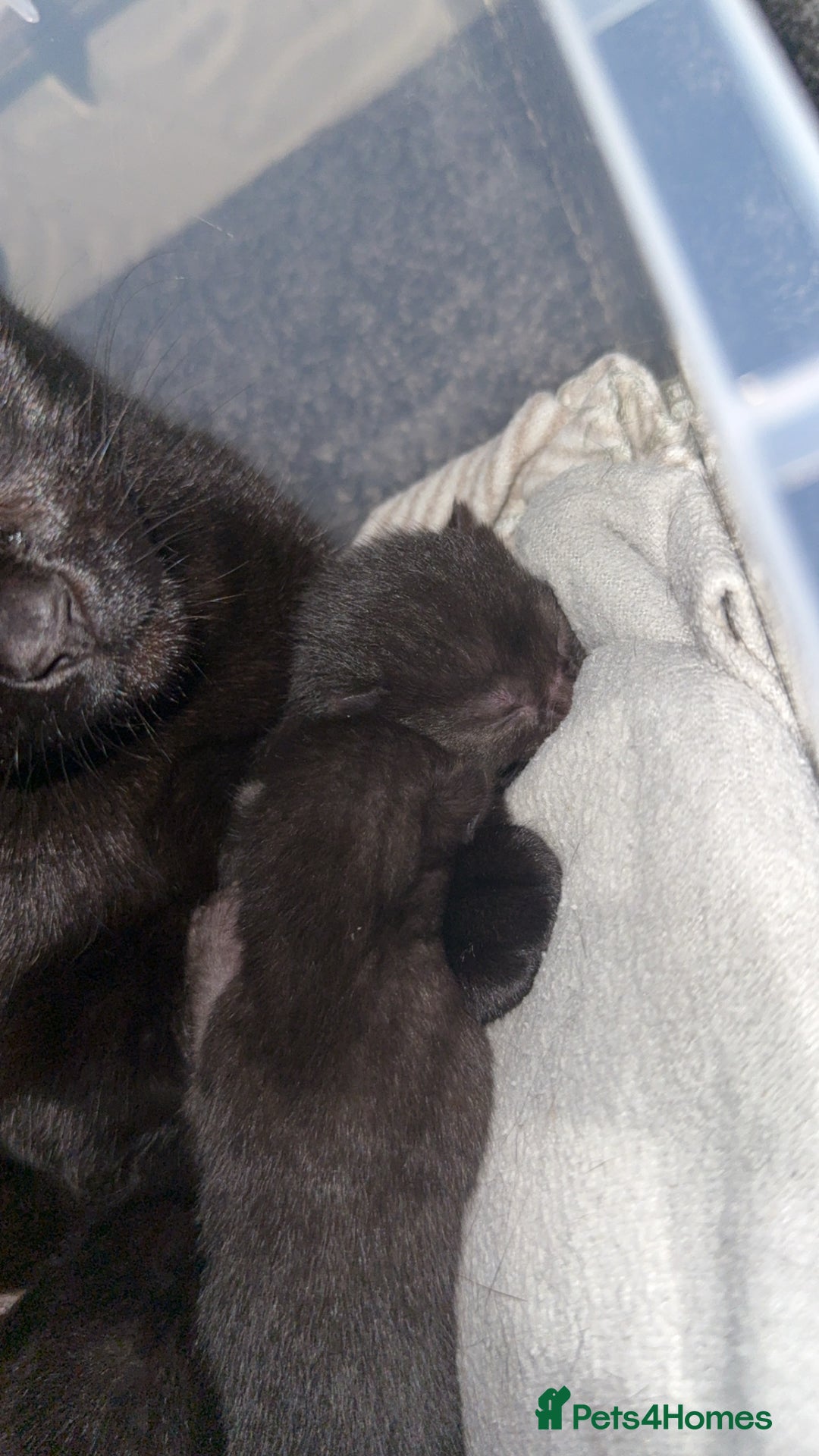 Bombay cats for sale: 5 freshly baked kittens! - Image 8