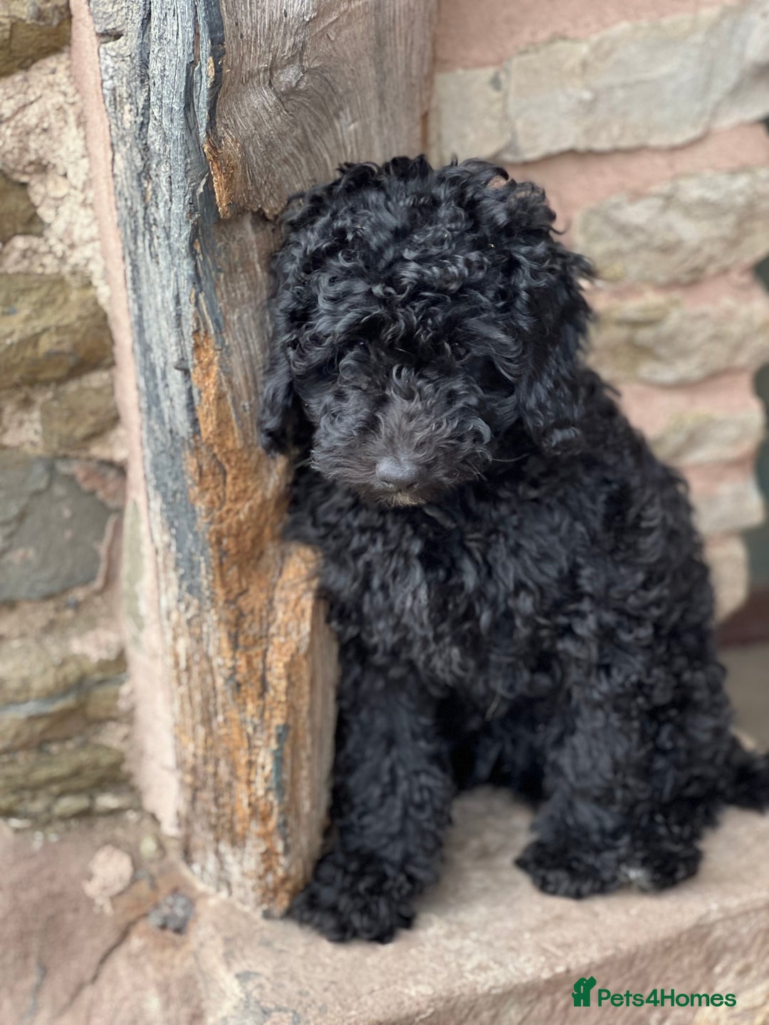 Mini Goldendoodle dogs for sale: Stunning mini F1bb Goldendoodles - Image 7