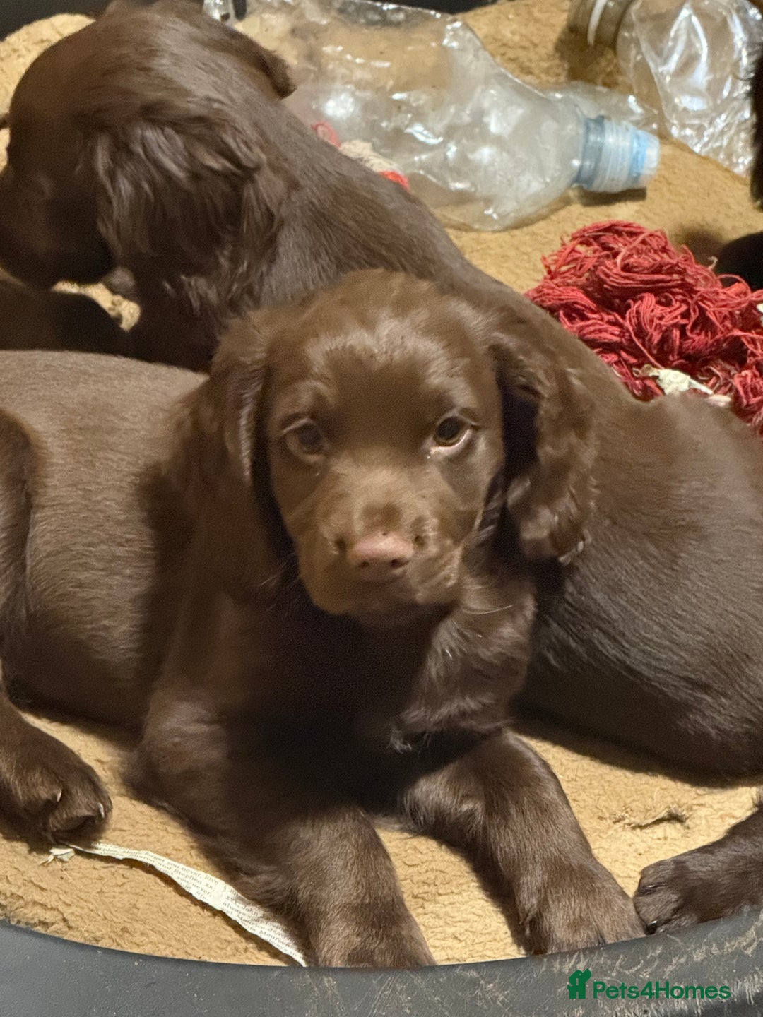 Cocker Spaniel dogs for sale: K.C. Well bred chocolate working cocker spaniels - Image 10