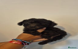 Bedlington Terrier dogs for sale: Bedlington terrier puppies  - Image 15
