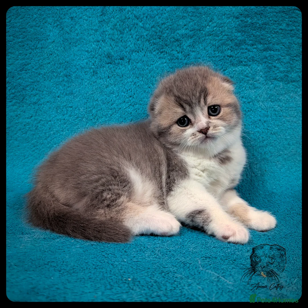 Scottish Fold cats for sale: TICA Registered Scottish kittens - Advert 21