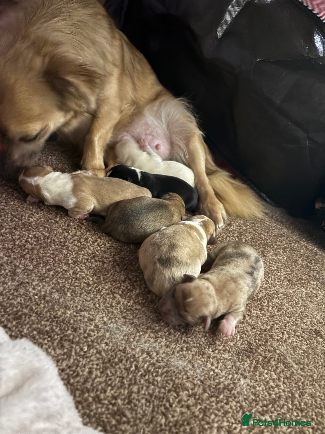 Chihuahua dogs for sale: Puppy’s  - Image 4