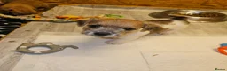 Mixed Breed dogs for sale: Boarder terrier x Jack Russell  - Advert 5