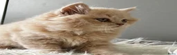 British Longhair cats for sale: **Only 2 Remaining! GCCF British LH/SH Kittens ** - Advert 13