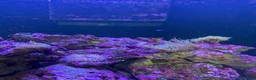 Other/Mixed Breed fish for sale: Marine fish, corals and equiptment for sale - Advert 2