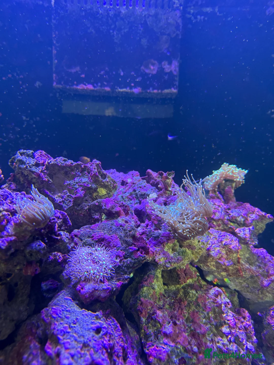 Other/Mixed Breed fish for sale: Marine fish, corals and equiptment for sale - Advert 2