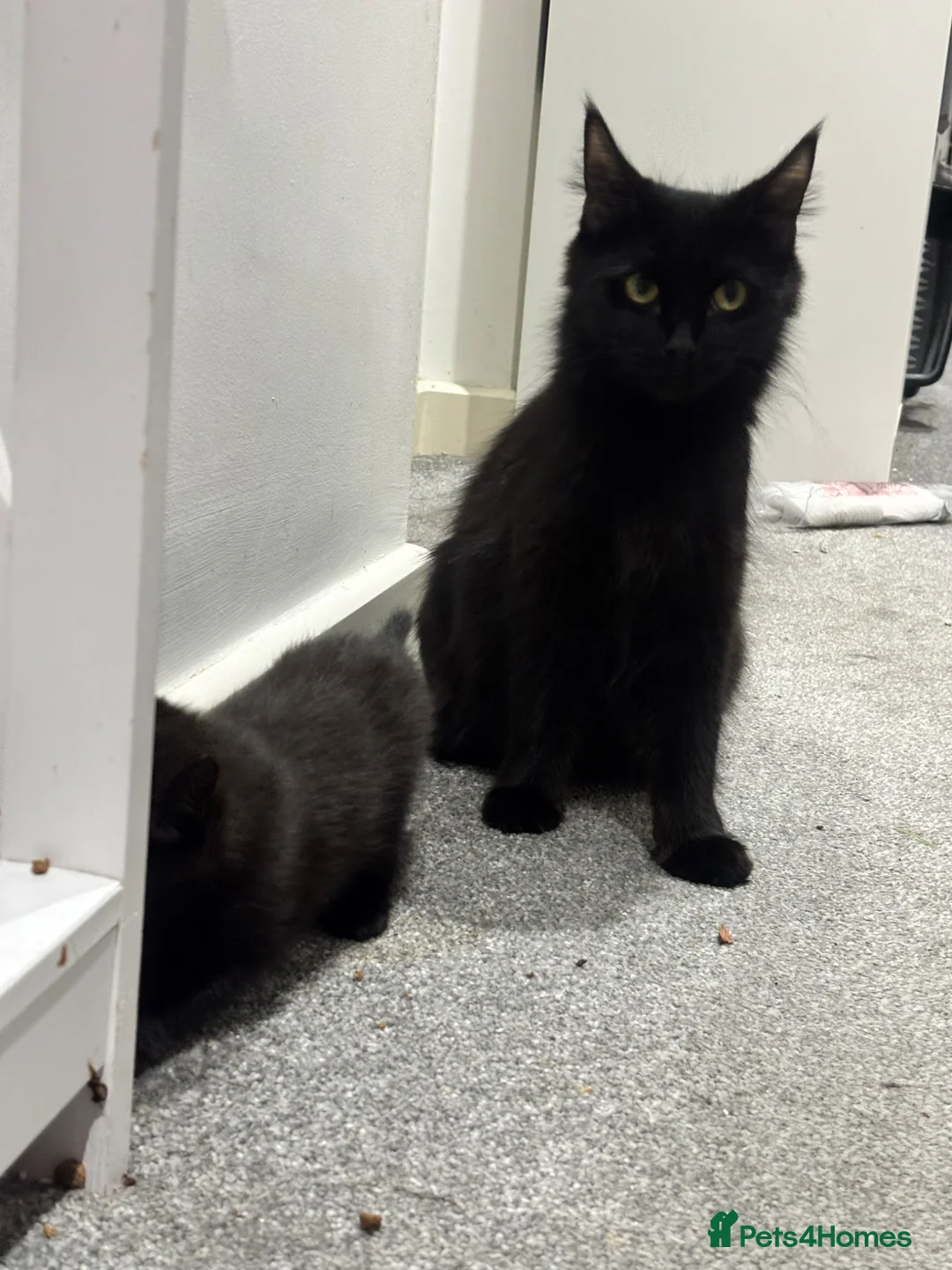 Domestic Shorthair cats for sale: 4 Brown male 2 Black female  - Advert 1