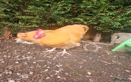 Chickens poultry for sale: SMALL FLOCK FOR SALE - Advert 1