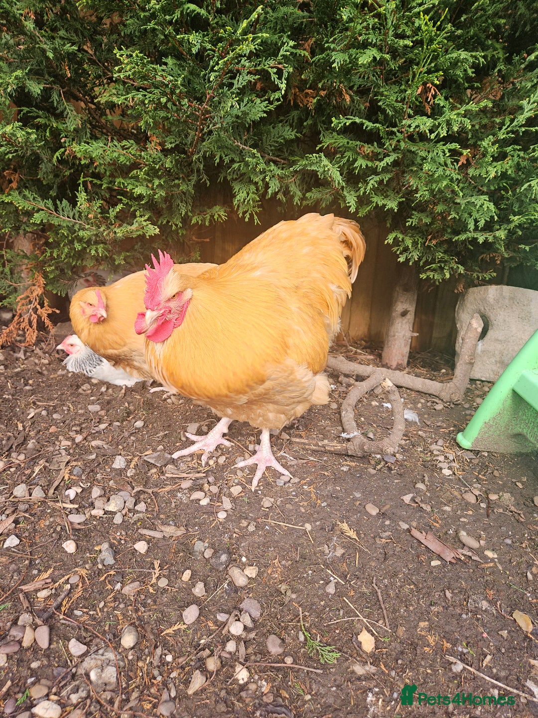 Chickens poultry for sale: SMALL FLOCK FOR SALE - Advert 1