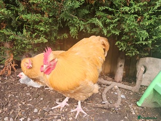 Chickens poultry for sale: SMALL FLOCK FOR SALE - Advert 1