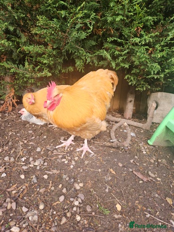 Chickens poultry SMALL FLOCK FOR SALE - Advert 1
