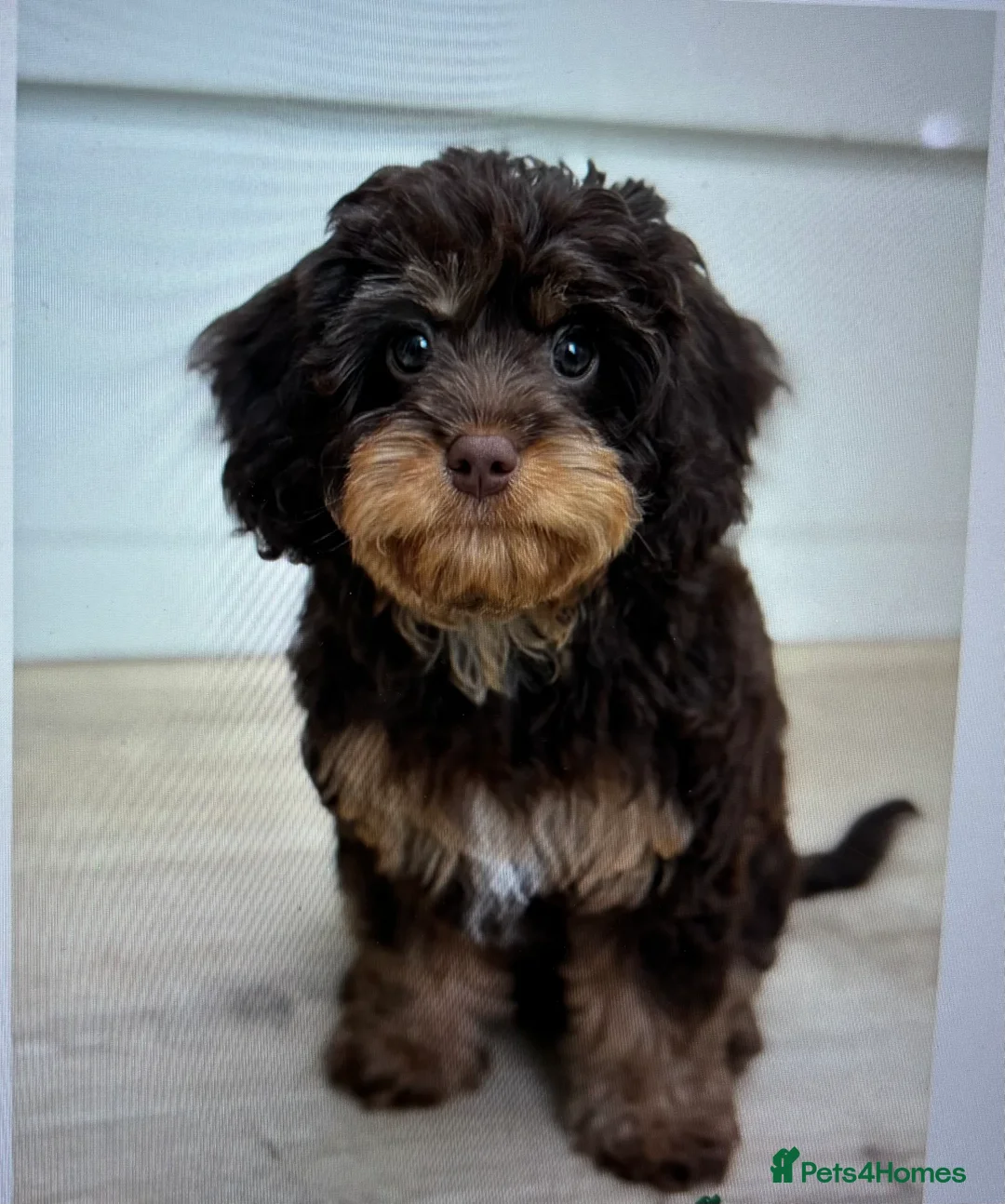 Cavapoo dogs for sale: Luna chocolate  - Advert 12