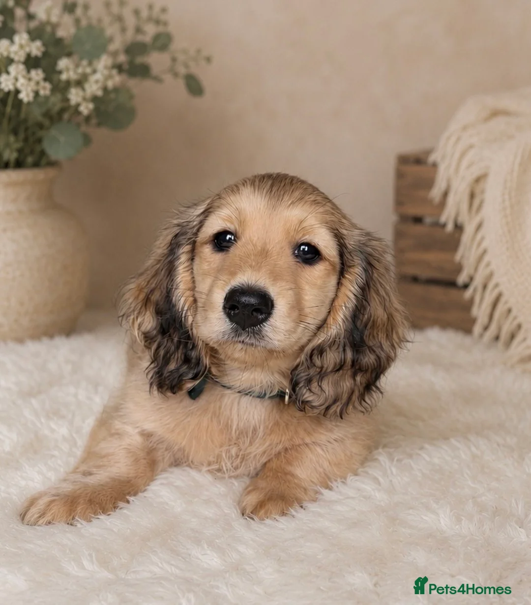 Miniature Dachshund dogs for sale: Miniature long haired cream boys  - Advert 1