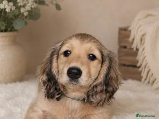 Miniature Dachshund dogs Miniature long haired cream boys - Advert 4