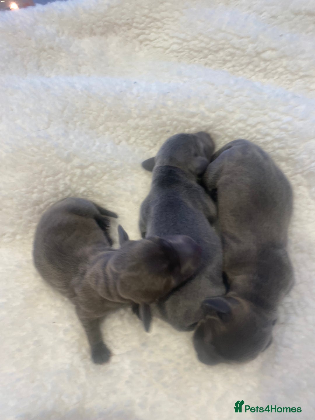 Miniature Dachshund dogs for sale: 2 girls, 1 boy KC reg miniature Daschund puppies - Advert 3
