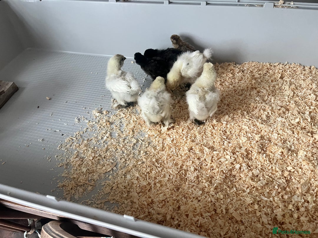 Chickens poultry for sale: Silkie Chicks for sale - Image 4