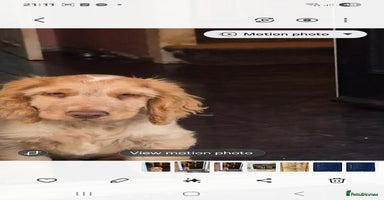 Cocker Spaniel dogs in Doncaster - Advert 14