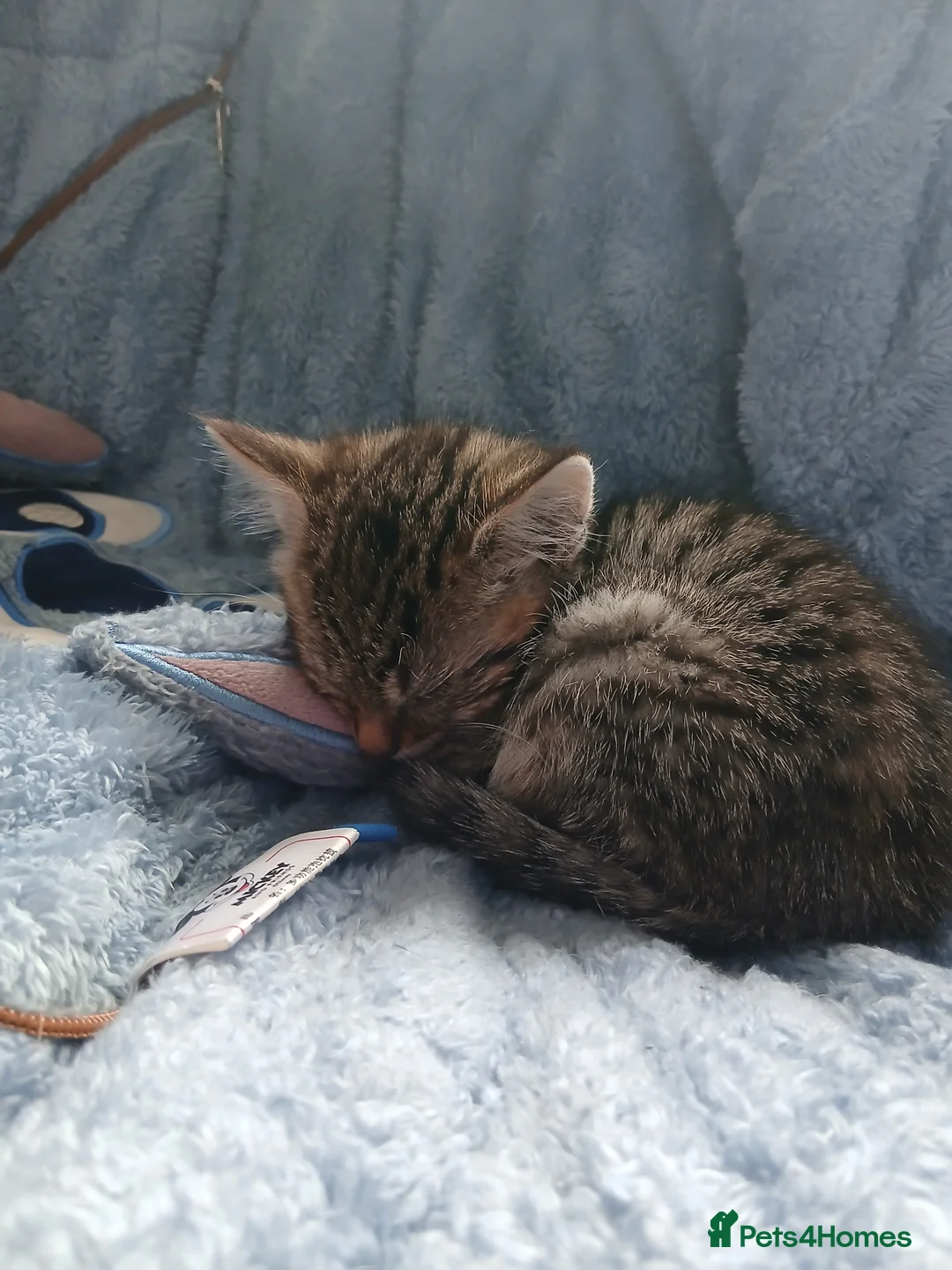 Bengal cats for sale: Kitten  - Advert 1