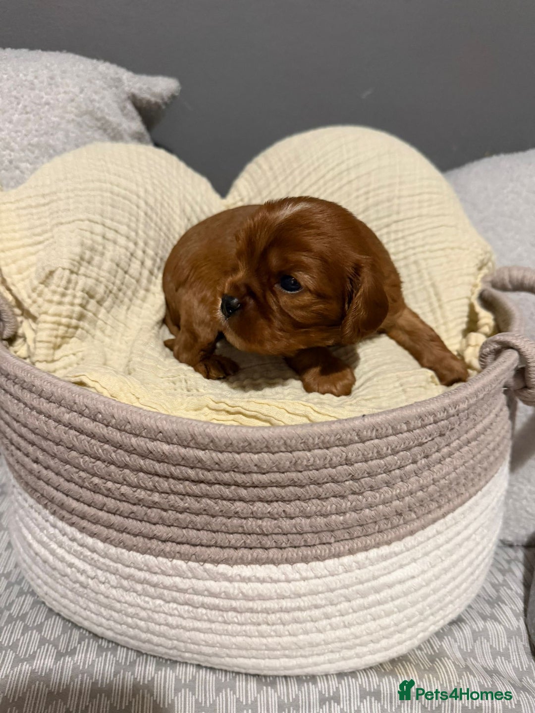 Cavalier King Charles Spaniel dogs for sale: Beautiful KC Registered Boy ✨ Health Tested ✨ - Advert 21