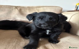 Mixed Breed dogs for sale: 5 Stunning Border Retrievers  - Image 10