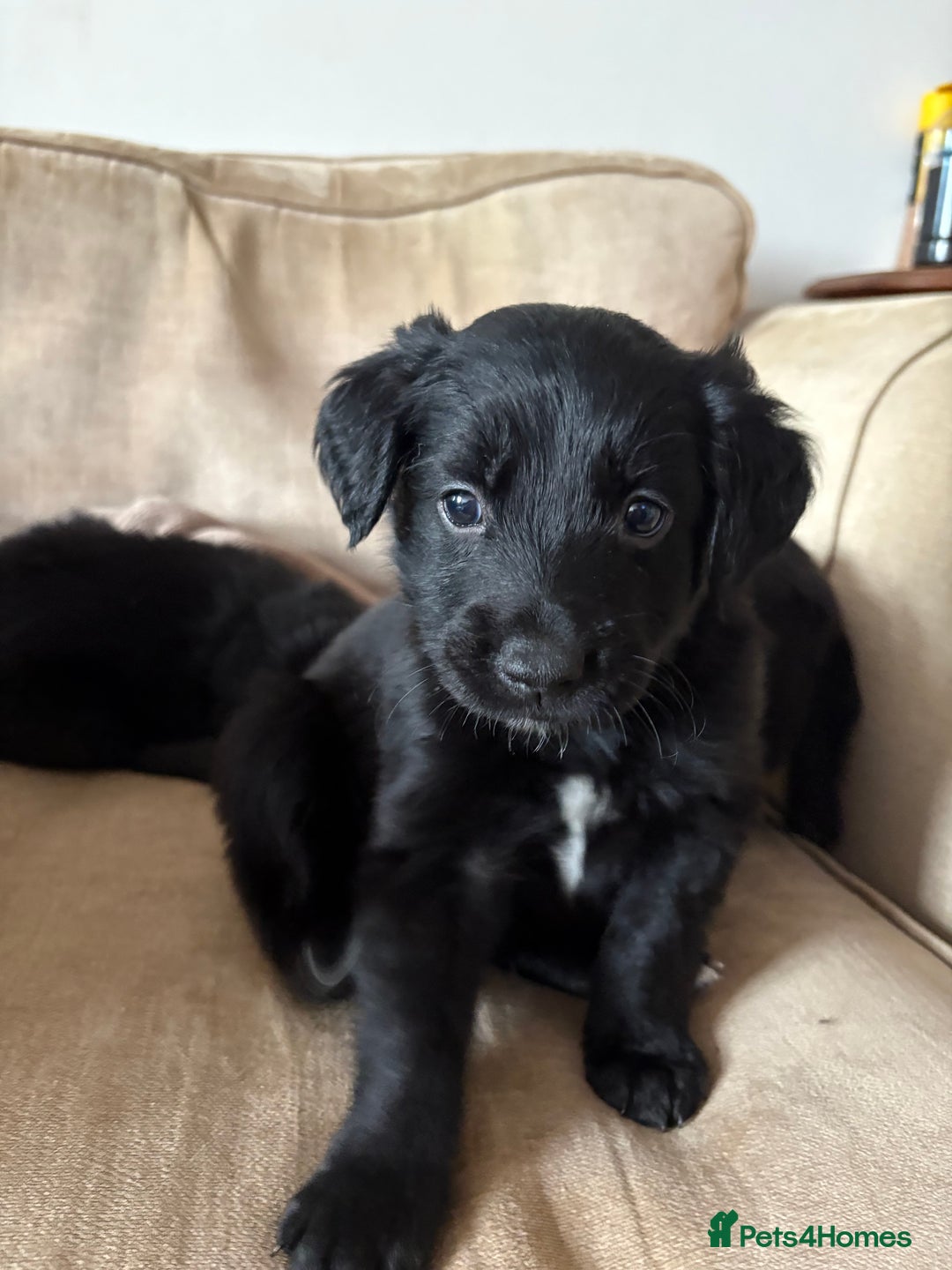 Mixed Breed dogs for sale: 5 Stunning Border Retrievers  - Image 10