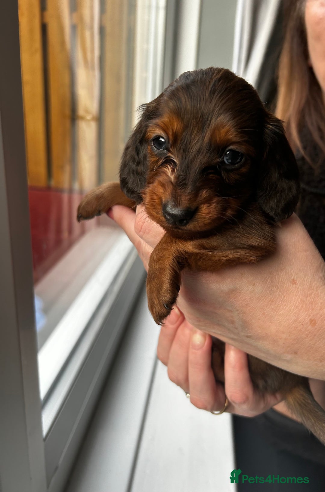 Dachshund dogs for stud: Kc Mini long haired dapple  in Leeds - Image 13
