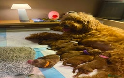 Cavapoo dogs for sale: 🌟Adorable All Red F1bb Cavapoo puppies🌟 - Image 12