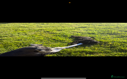 Miniature Schnauzer dogs for sale: Stunning Black Miniature Schnauzer  - Image 2