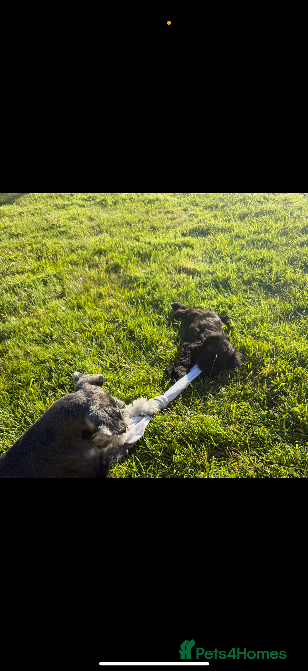 Miniature Schnauzer dogs for sale: Stunning Black Miniature Schnauzer  - Image 2