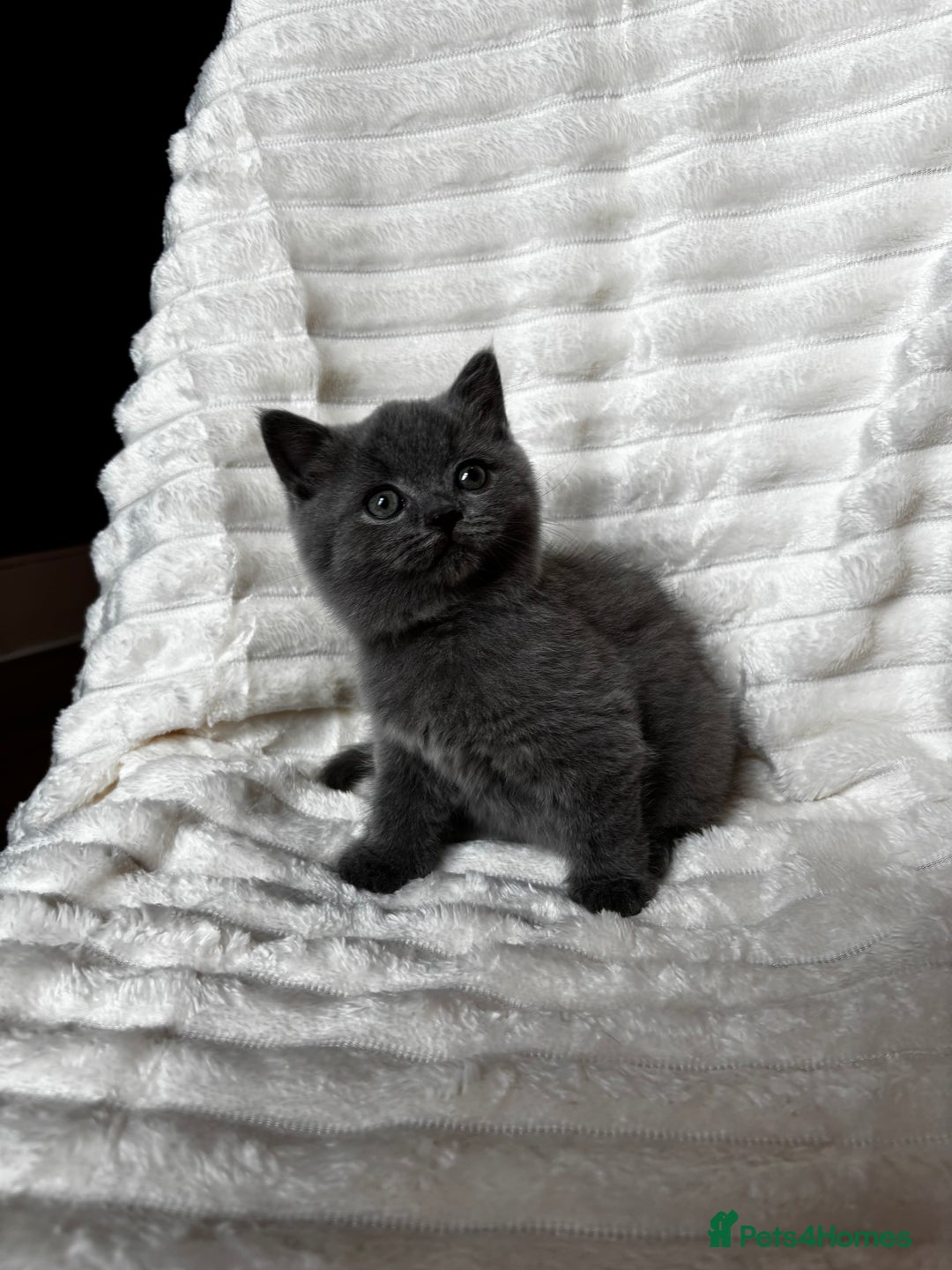 British Shorthair cats for sale: OUTSTANDING GCCF + HEALTH TESTED BSH + BLH KITTENS - Image 14