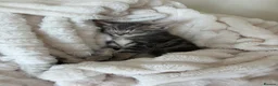 Mixed Breed cats for sale: Beautiful kittens  - Advert 15