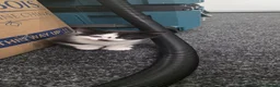 Domestic Shorthair cats for sale: 2 Stunning black and white tuxedo kittens - Advert 7