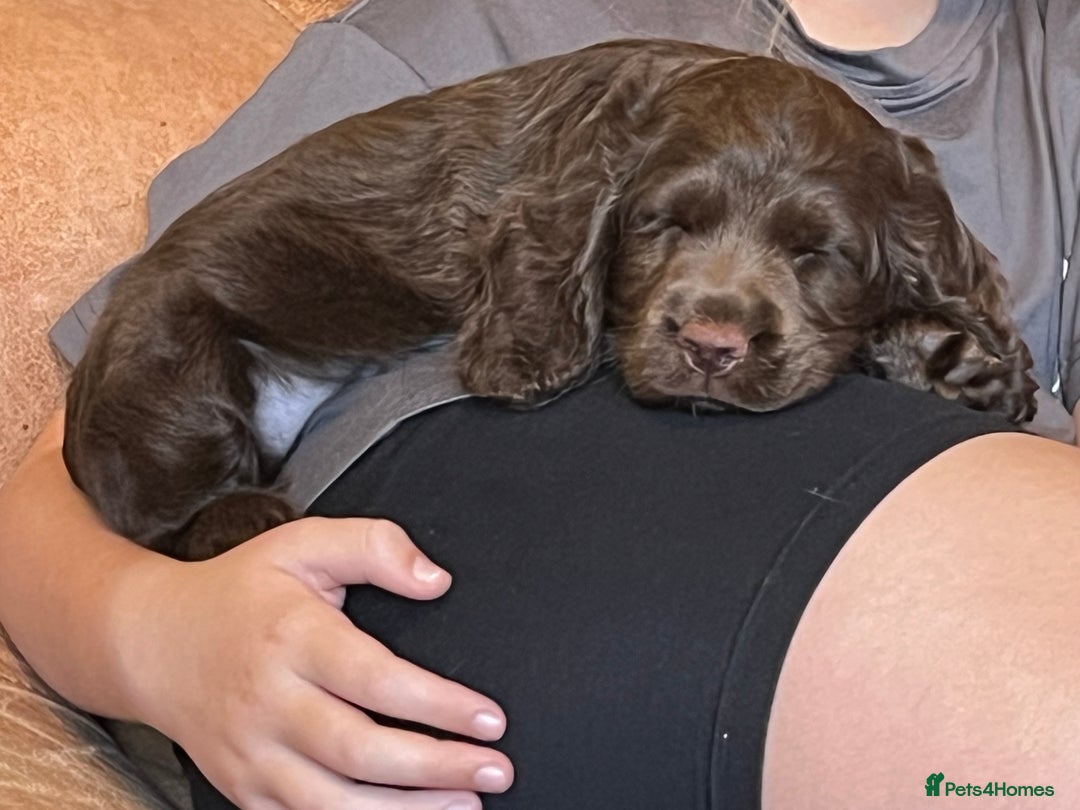 Cocker Spaniel dogs for sale: Cocker spaniel  - Image 2
