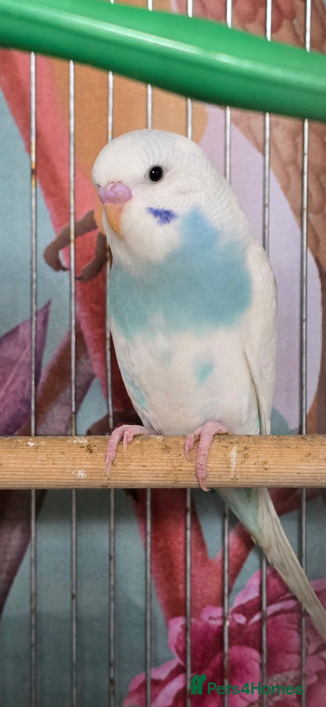 Budgerigars birds for sale: Gorgeous baby budgies - Image 3
