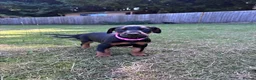 Dobermann dogs for sale: KC registered Dobermann puppies  - Advert 13