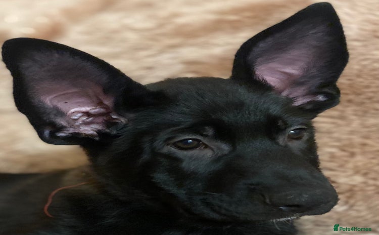 German Shepherd dogs - Advert 2