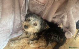 Yorkshire Terrier dogs for sale: Yorkshire Terrier puppy male - Image 5
