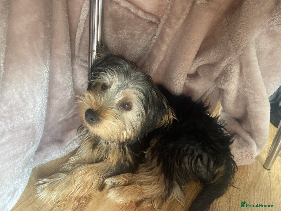 Yorkshire Terrier dogs for sale: Yorkshire Terrier puppy male - Image 5