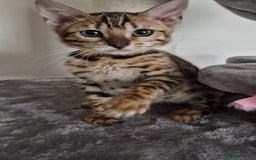 Bengal cats for sale: Last one😍Pure Bengal kittens❤️Ready to go😍 - Image 38