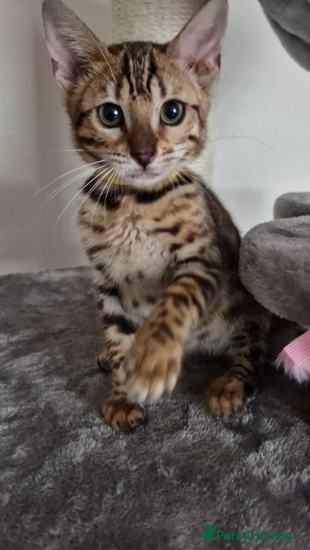 Bengal cats for sale: Last one😍Pure Bengal kittens❤️Ready to go😍 - Image 38