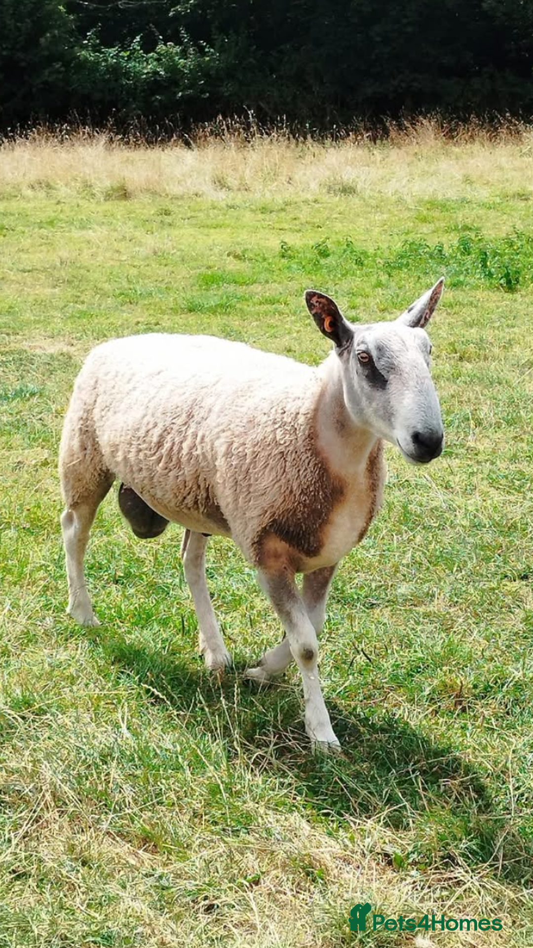 Sheep livestock for sale: 3 shearling rams for sale  - Image 3