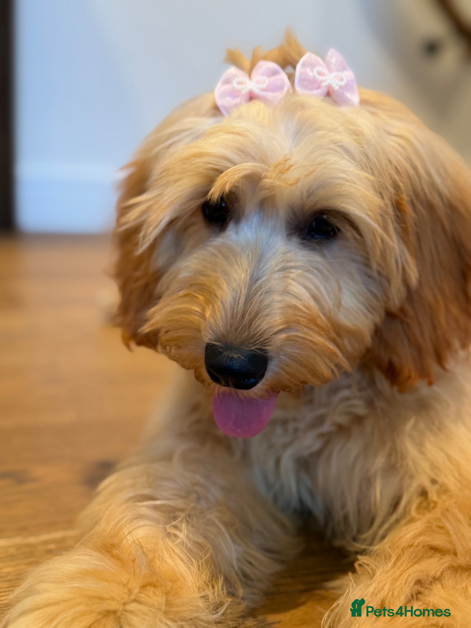 Mini Goldendoodle dogs 4.5 month old sweet mini Golden doodle - Advert 2