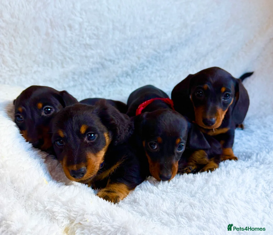 Miniature Dachshund dogs for sale: Beautiful Miniature Dachshund puppies for sale - Advert 1