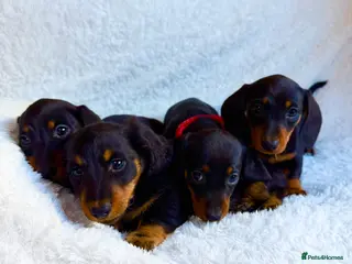 Miniature Dachshund dogs Beautiful Miniature Dachshund puppies for sale - Advert 1