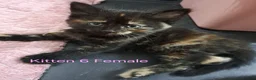 Mixed Breed cats for sale: 12 Beautifull kittens looking for a home. - Advert 30
